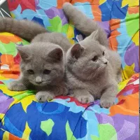 توله گربه اسکاتیش