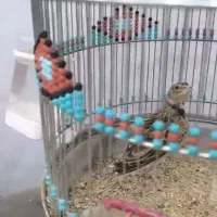 سهره خاکی نر ..معاوضه ..