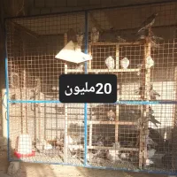 قفس طوربند دوچرخه گاری|لوازم جانبی حیوانات|اصفهان, ارداجی|دیوار