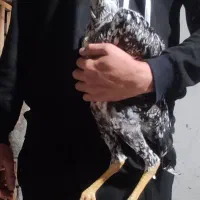 لاری|حیوانات مزرعه|بندر ترکمن, |دیوار