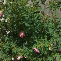 زمین در آغدام به متراژ ۵×۲۰