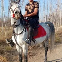 اسب نژاد دار