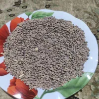 عدس نوع