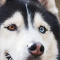 سگ پیدا شده هاسکی