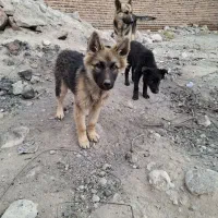 سگ ژرمن ماده شکم طلا