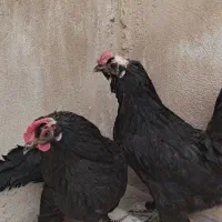 سلام  فروش یا معاوضه مرغ و خروس مرندی