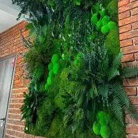 درخت جاودان بنسای دیوار خزه ای صخره|گل و گیاه طبیعی|تهران, اکباتان|دیوار