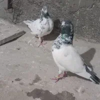 2 جفت کبوتر فروشی|پرنده|گرگان, |دیوار