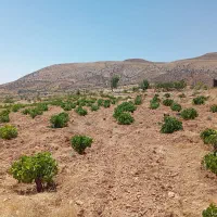 باغ انگور و پسته در روستای بردج ۸۰۰۰ متری|فروش خانه و ویلا|شیراز, داریون|دیوار