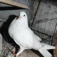 سلام خدمت عشق بازا