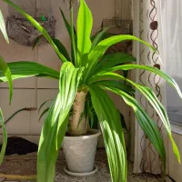 گل اشک ملکه|گل و گیاه طبیعی|اصفهان, ارداجی|دیوار