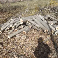 خریدار انواع چوب|خدمات باغبانی و درختکاری|الشتر, |دیوار