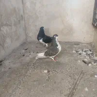 کبوتر کله شهری|پرنده|شیراز, باغ تخت|دیوار