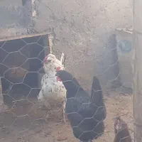 فروش تعداد مرغ خروس|پرنده|جونقان, |دیوار