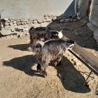 کهره|حیوانات مزرعه|ایذه, |دیوار