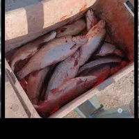 ماهی غزلا|ماهی|زابل, |دیوار