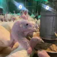 ده تن کود بوقلمون گونی شده