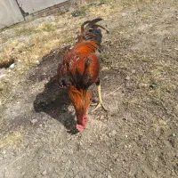 خروس لاری ۷ماهه