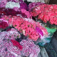 فروش گل قلم پور