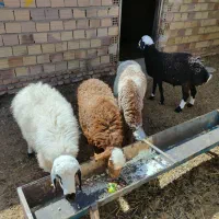 بره و شیشک|حیوانات مزرعه|زیرکوه, |دیوار