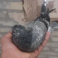 کبوتر