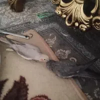 عروس هلندی نر و ماده|پرنده|شیراز, مسلم|دیوار