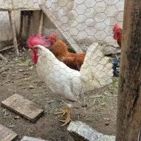 فروش خروس خونگی