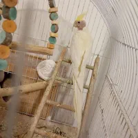 عروس طوتی|پرنده|محمدیه-قزوین, |دیوار