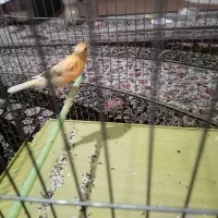 سه عدد قناری ماده آماده|پرنده|شیراز, قلعه نو|دیوار