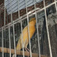 قناری پرتغالی نر مست مست ماده گیر