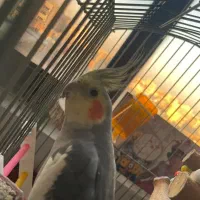 عرویس هلندی و برزیلی