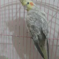 جفت عروس هلندی|پرنده|لوندویل, |دیوار