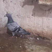 پلاکی طوقی|پرنده|مسجد سلیمان, |دیوار