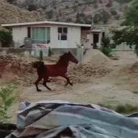 فروش مادیان