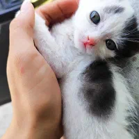 گربه