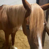 فروش یک راس اسب نریون عرب ۴.۵ ساله مدارک تکمیل