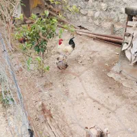 خروس دورگه کوردی برهما پرپا