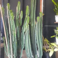 کاکتوس افوربیا