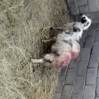 بره ماده زرند