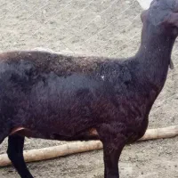 میش جوان باشیشک آبستن