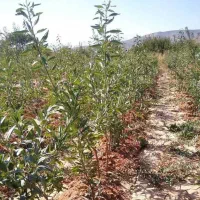 خرید نهال با کیفیت تضمین شده|خدمات باغبانی و درختکاری|مشهد, آیت الله کاشانی|دیوار