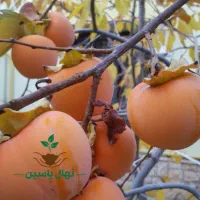 نهال های خاص پایه رویشی