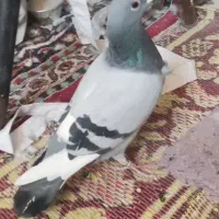 کفتر|پرنده|قم, یزدانشهر|دیوار