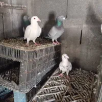 پلاکی|پرنده|کهنوج, |دیوار