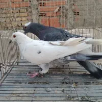 کبوتر ۱۰تاشهرستانی یهودی پلنگ ۸تا تزئینی ۴چادری|پرنده|بومهن, |دیوار