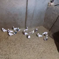 کبوتر رنگی|پرنده|عطاملک, |دیوار