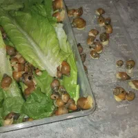 حلزون پرورشی|خزنده|تهران, امام زاده حسن|دیوار