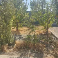 باغ دیوار دار با تبرئه دادگاه