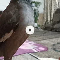 مرغ مینا ۱۸ماهه