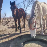 اسب سفید|اسب و تجهیزات اسبسواری|سلیمان, |دیوار